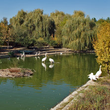 Езеро с пеликани, Софийски зоопарк