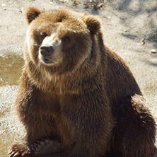 Мечка, Софийски зоопарк - Снимки от България, Курорти, Туристически Дестинации