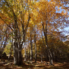 Есен на Витоша планина