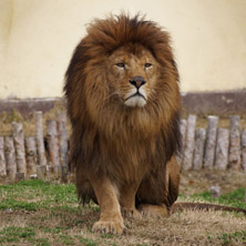 Софийски зоопарк, Лъв