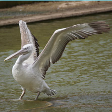 Sofia Zoo, Pelican - Photos from Bulgaria, Resorts, Тourist Дestinations
