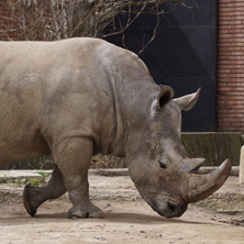 Софийски зоопарк, Носорог
