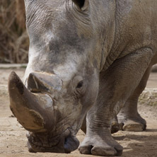 Софийски зоопарк, Носорог